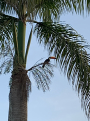 Ramphastos toco
