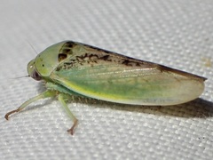 Hamana dictitoria
