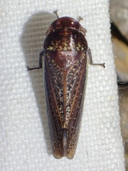 Hamana gelbata