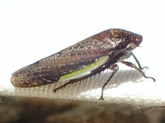Hamana gelbata