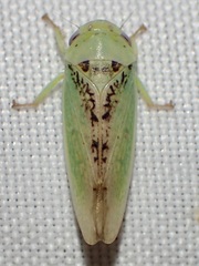 Hamana dictitoria