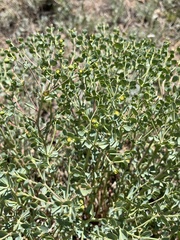Euphorbia lurida