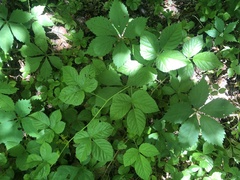 Rubus fulleri