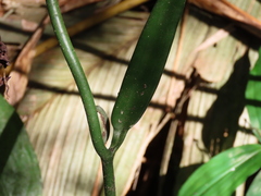 Vanilla odorata