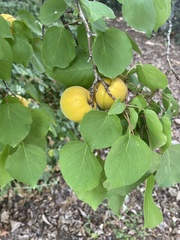 Prunus armeniaca