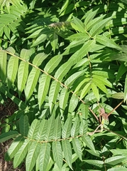 Ailanthus altissima