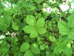 Rubus fulleri