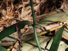 Vanilla odorata