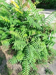 Ailanthus altissima