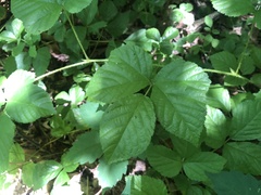 Rubus fulleri