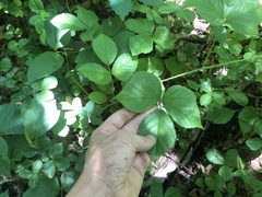 Rubus fulleri