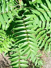 Ailanthus altissima