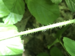 Rubus fulleri