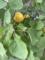 Prunus armeniaca