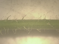 Rubus fulleri