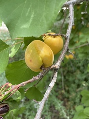 Prunus armeniaca