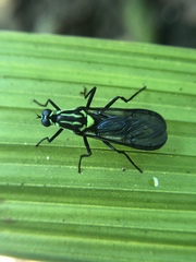 Raphiocera ornata