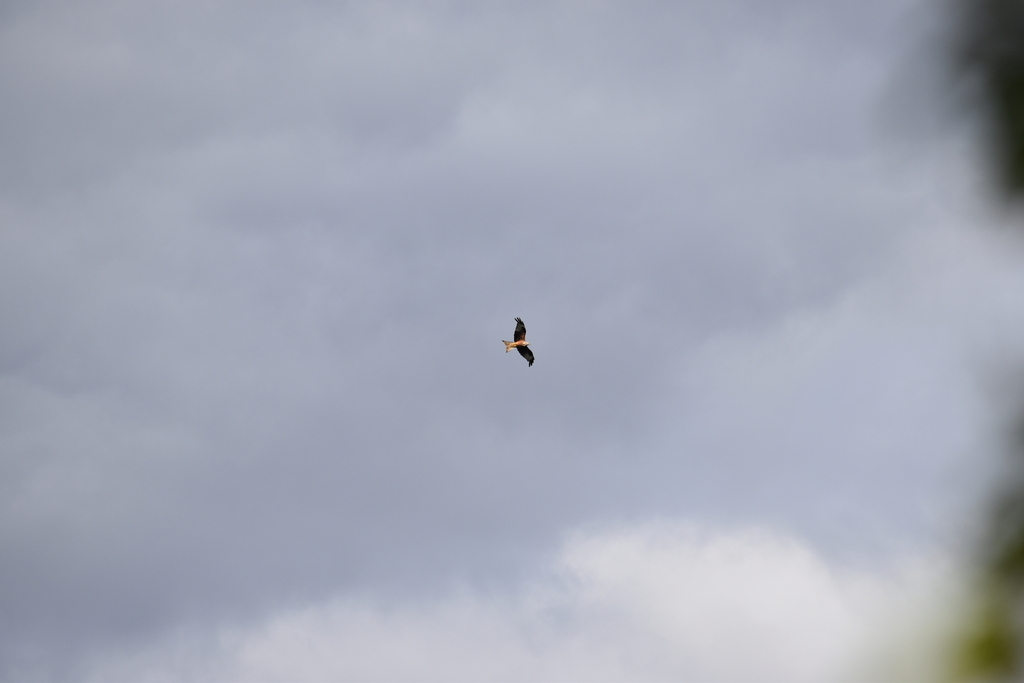 Red Kite from Hertfordshire, UK on July 15, 2022 at 0514 PM by cassie