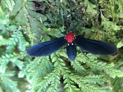 Psoloptera thoracica