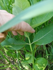 Asclepias ovalifolia