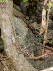 Anolis lucius