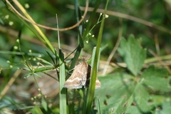 Pyrausta aerealis