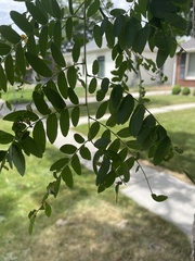 Gleditsia triacanthos