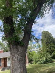 Gleditsia triacanthos