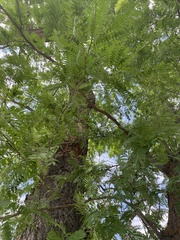 Gleditsia triacanthos