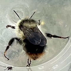 Bombus frigidus