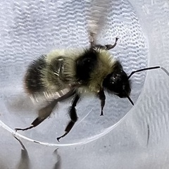 Bombus frigidus