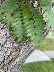 Gleditsia triacanthos