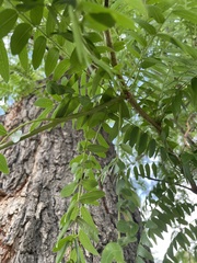 Gleditsia triacanthos