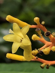 Palicourea padifolia