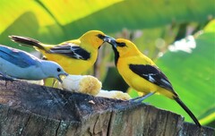 Icterus nigrogularis nigrogularis