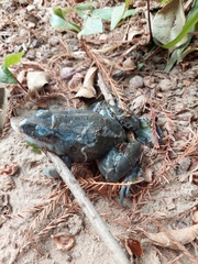 Leptodactylus macrosternum