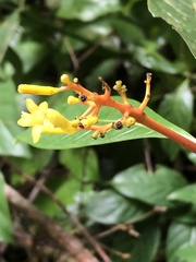 Palicourea padifolia