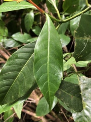 Palicourea padifolia