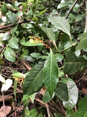 Palicourea padifolia