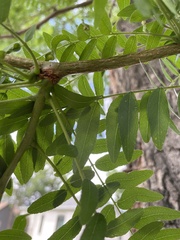 Gleditsia triacanthos