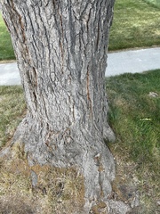 Gleditsia triacanthos