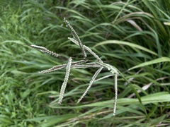 Paspalum virgatum