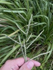 Paspalum virgatum