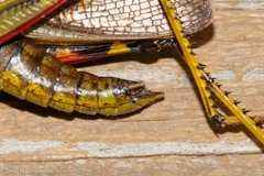 Stethophyma lineatum