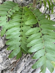 Gleditsia triacanthos