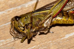 Stethophyma lineatum