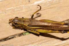 Stethophyma lineatum