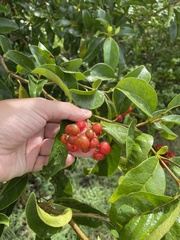 Cordia laevigata