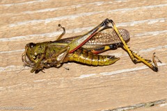 Stethophyma lineatum