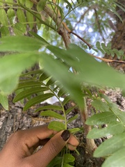 Gleditsia triacanthos